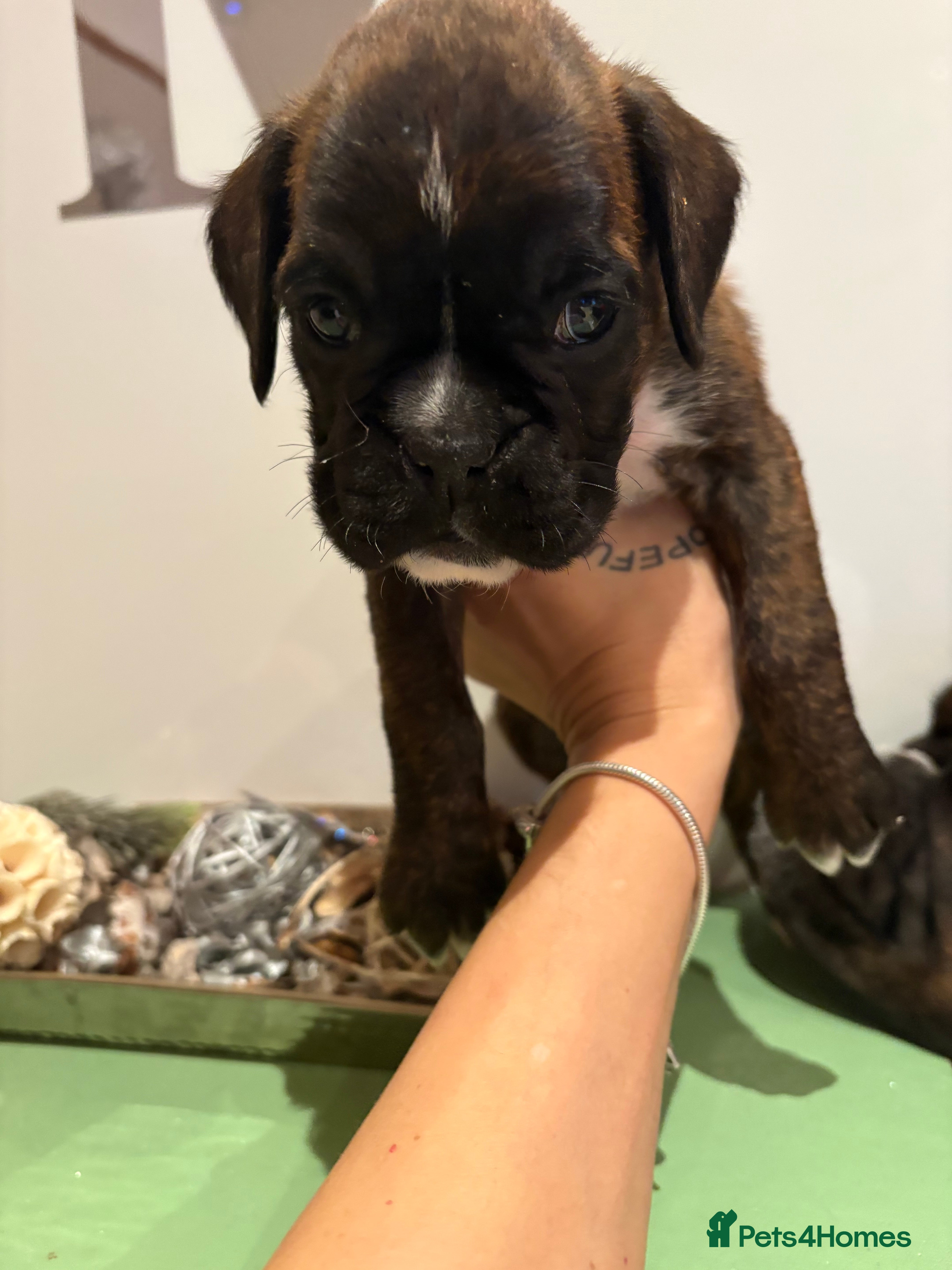 Boxer dogs KC 2 girls left and 1 boy  - Advert 5