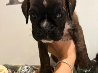 Boxer dogs KC 2 girls left and 1 boy - Advert 5