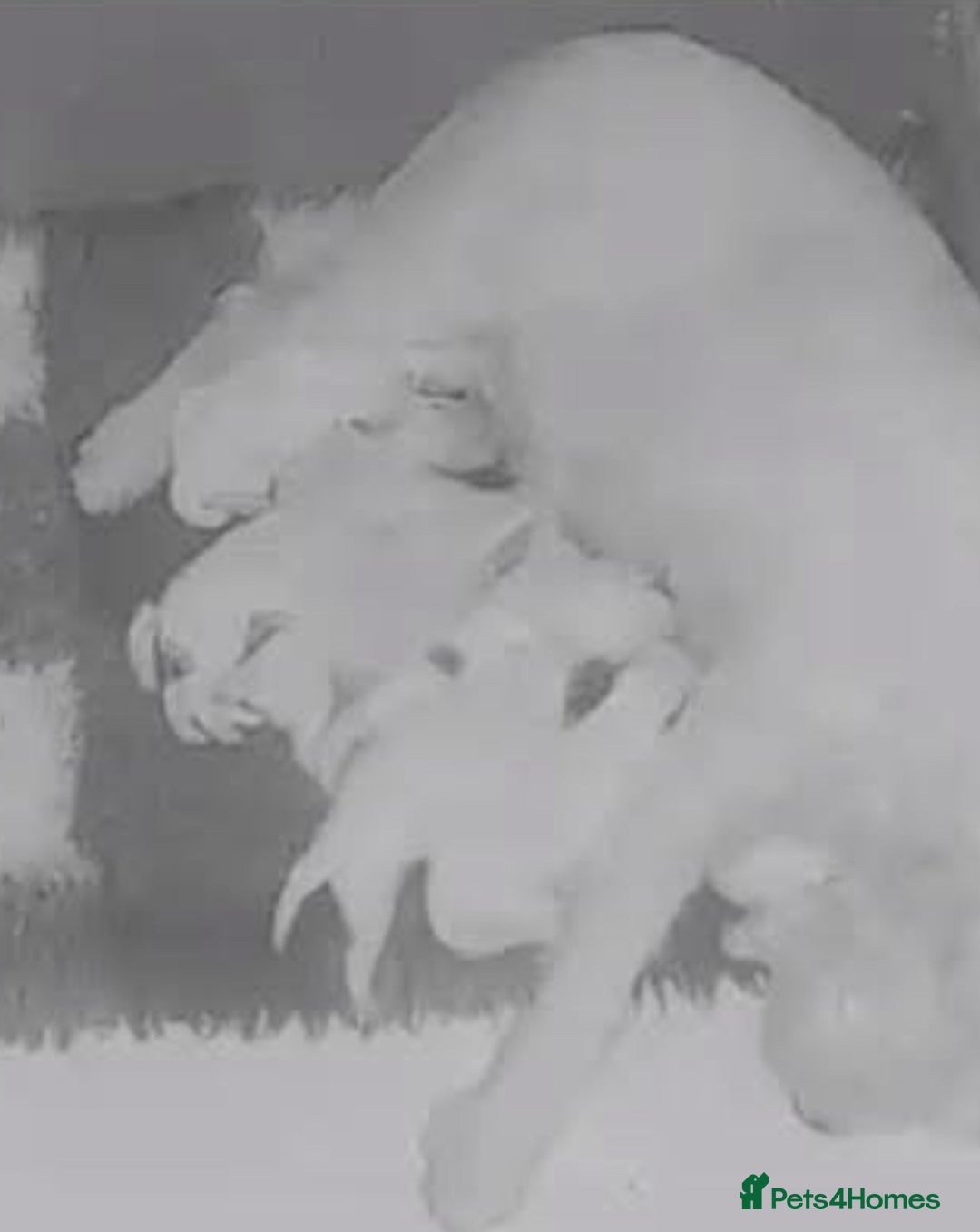 Parson Russell dogs for sale: KC Reg Champion lineage Puppys - Image 11