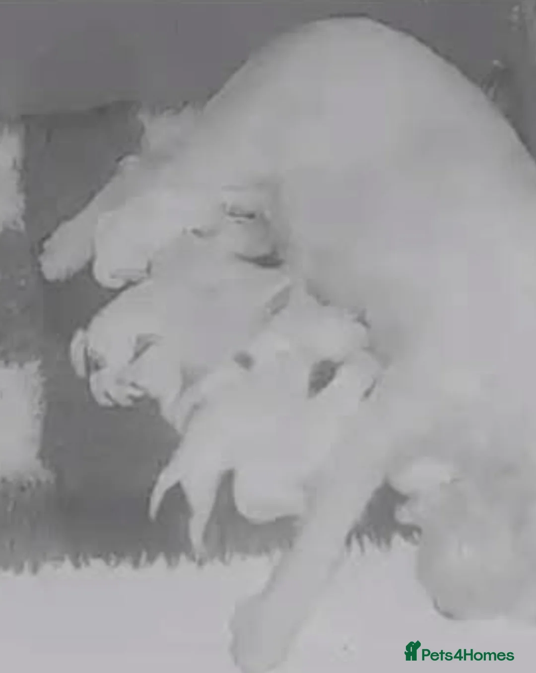 Parson Russell dogs for sale: Parson Pup - Advert 8