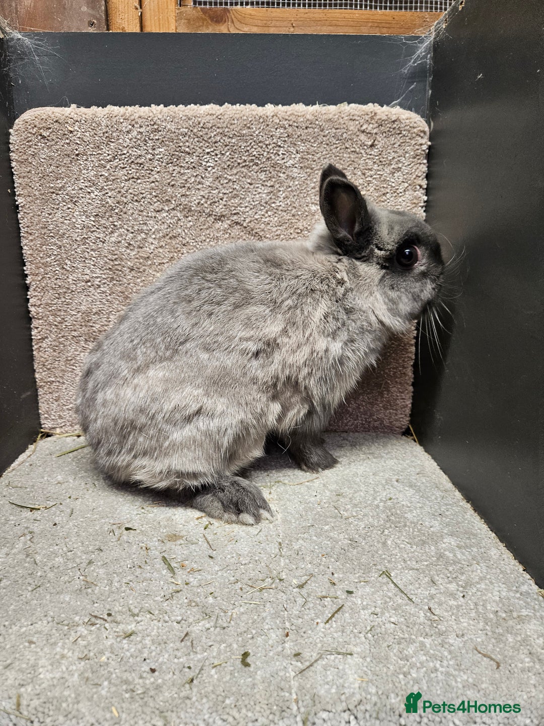 Netherland Dwarf rabbits for sale: Pure Bred Netherland Dwarfs young adult does - Advert 4