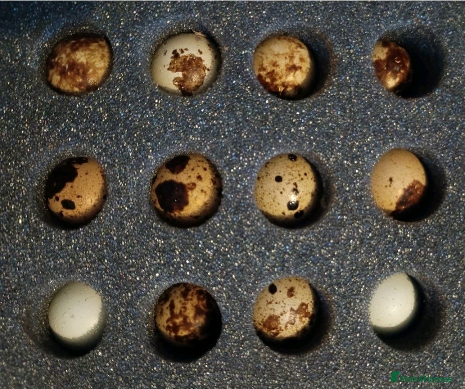 Quail poultry Dozen (12) Quail Hatching Eggs - Advert 1