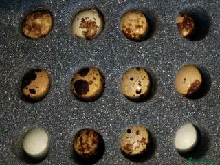 Quail poultry Dozen (12) Quail Hatching Eggs - Advert 1