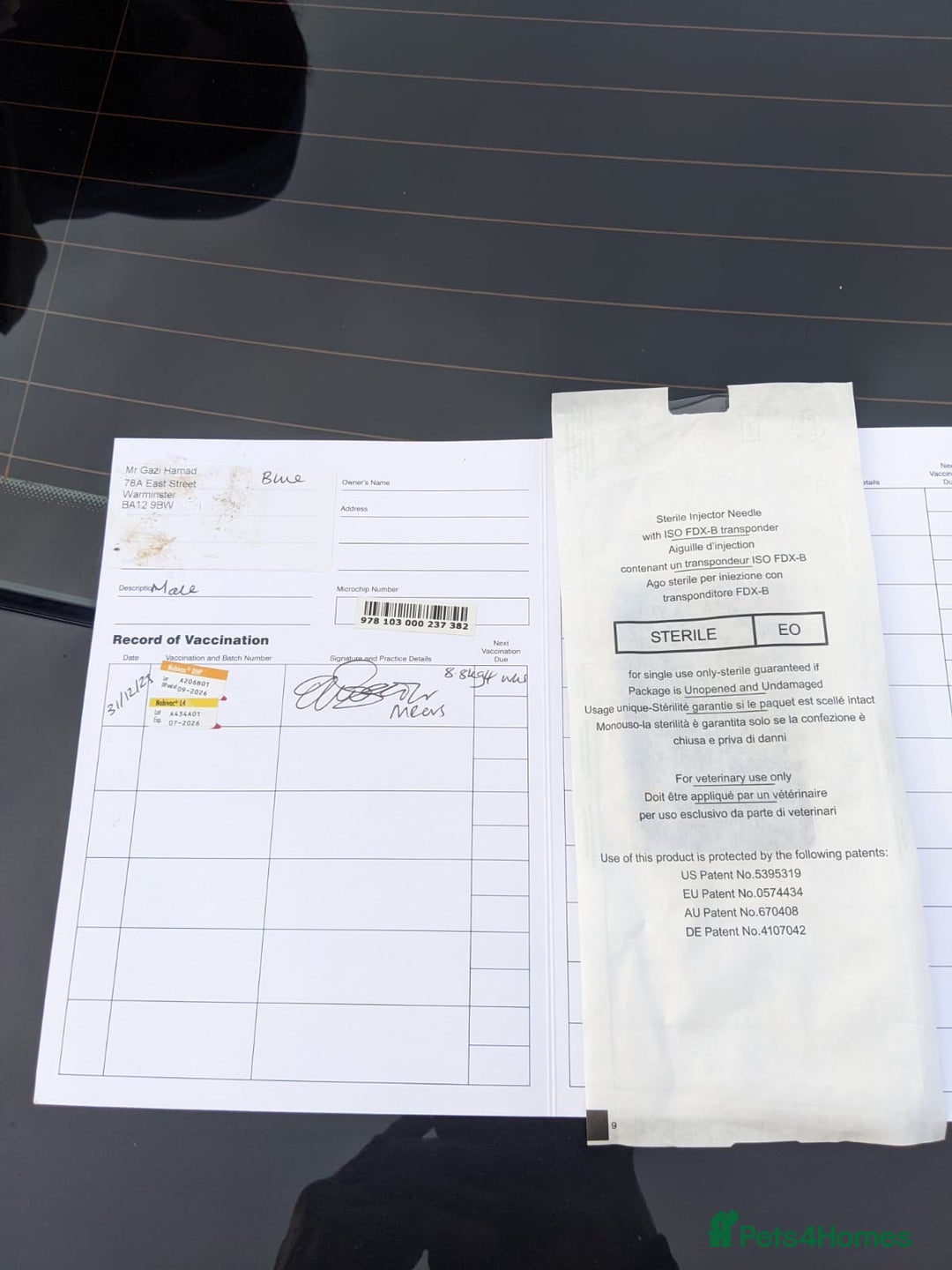 Belgian Shepherd Dog dogs for sale: Belgian Shepherd (Malinois) - Advert 6