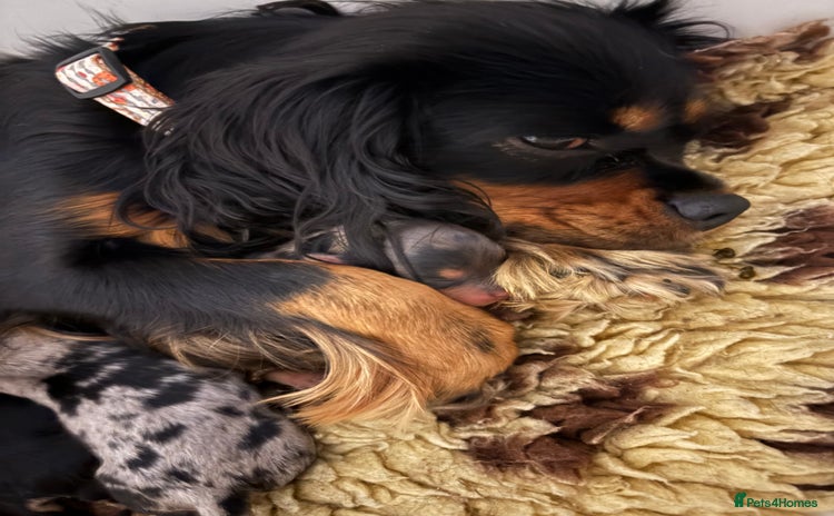 Cavapoo dogs - Advert 5