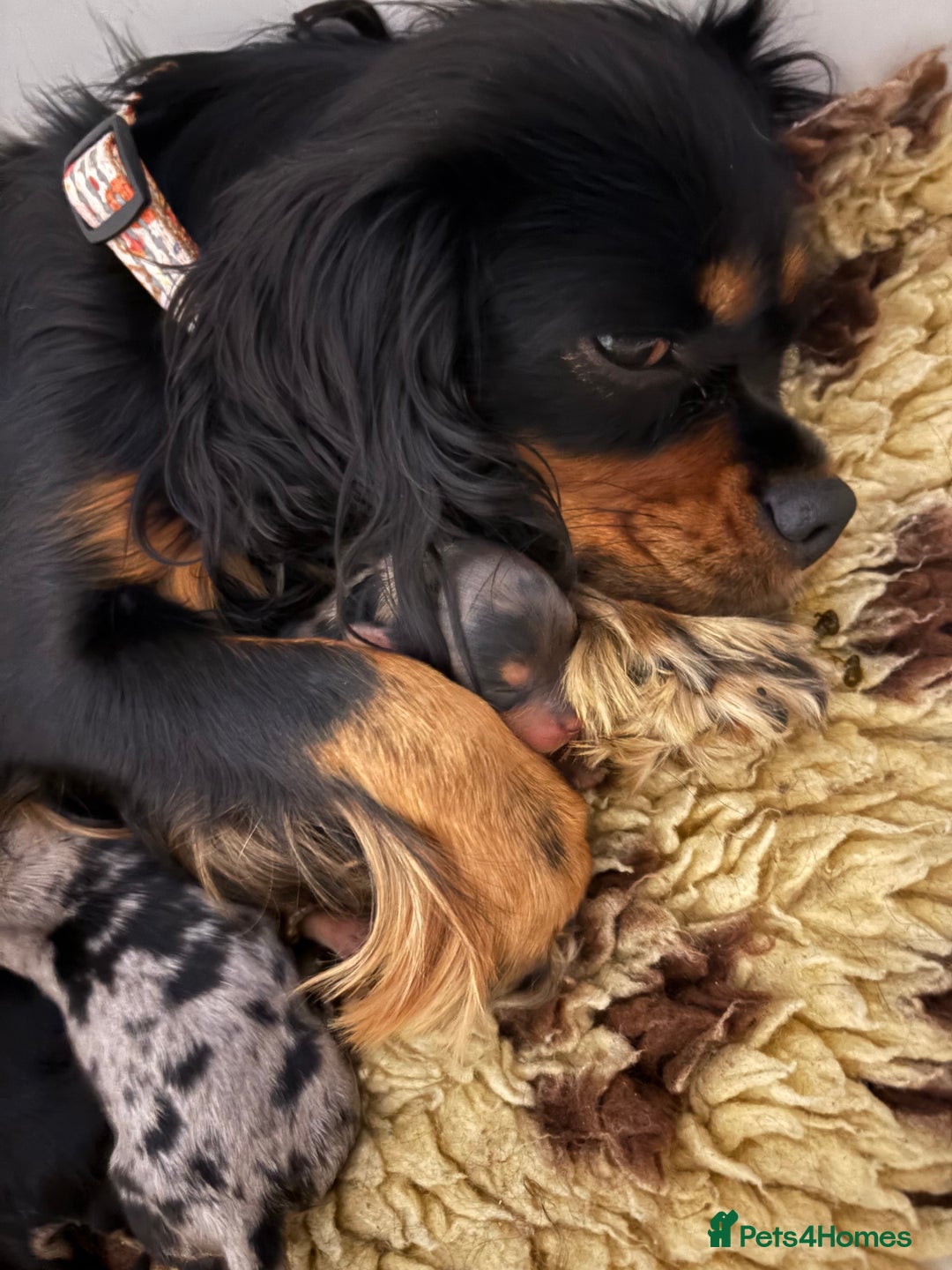 Cavapoo dogs for sale: ⭐ F1 Merle Cavapoos Extensively Health Tested⭐ - Image 1