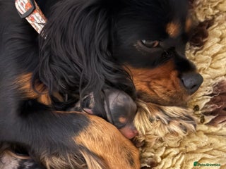 Cavapoo dogs for sale - Advert 1