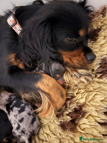 Cavapoo dogs - Advert 6