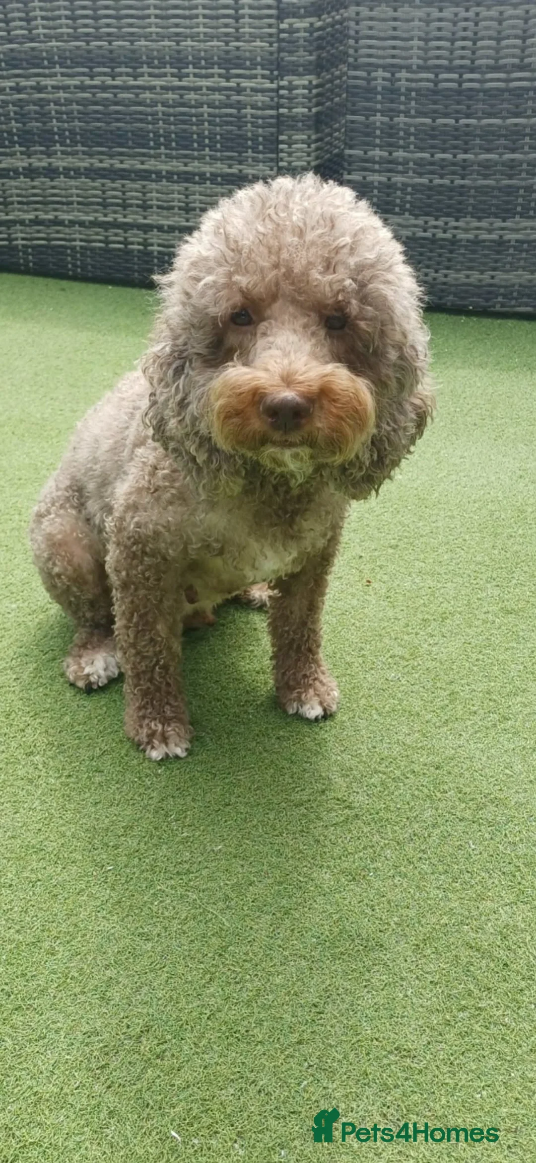 Sproodle dogs for sale: Sproodle puppies for sale - Advert 5