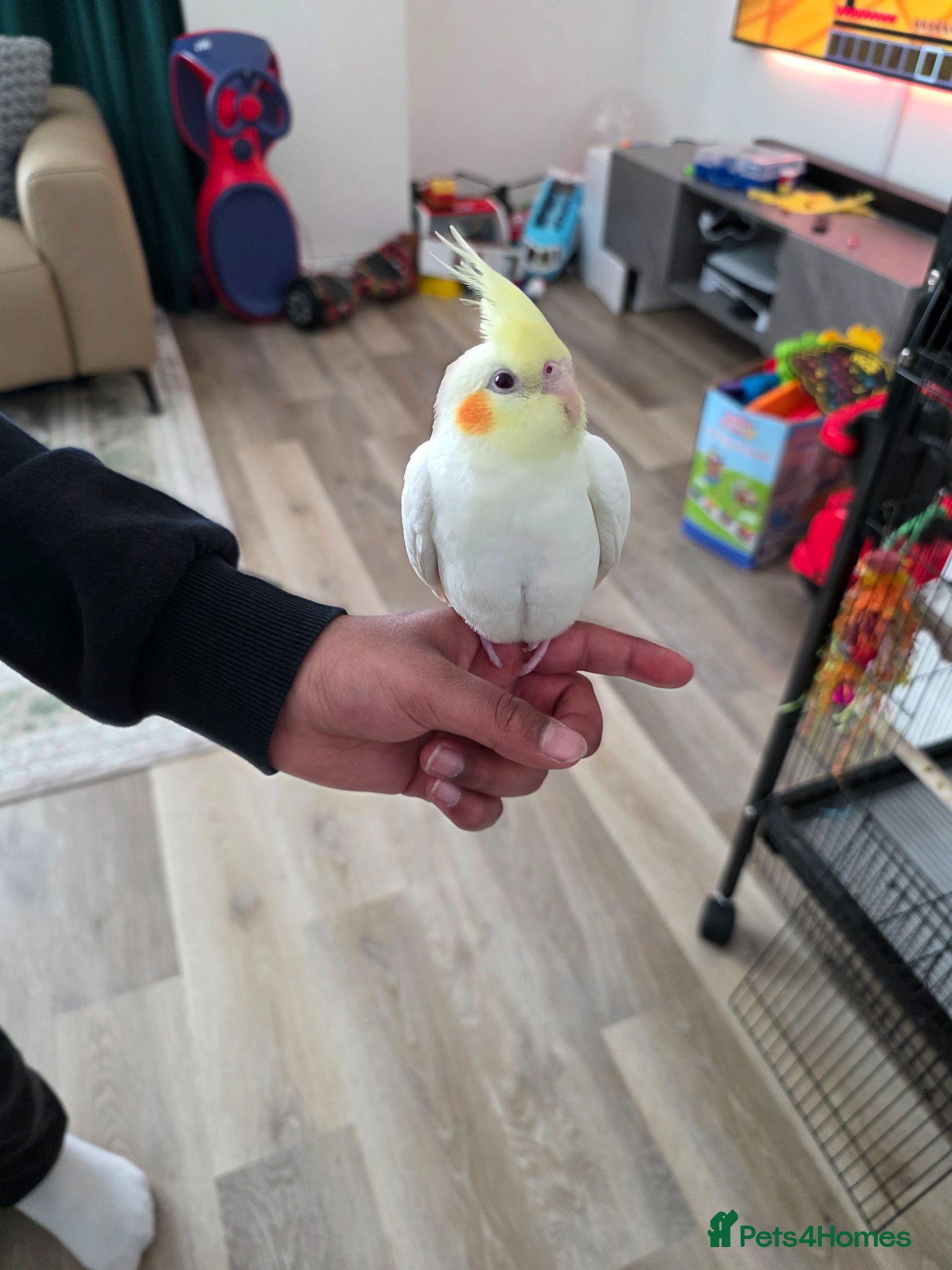 Cockatiels birds Super Tame Baby Cockatiel - Advert 17