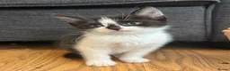 British Shorthair cats for sale: Kittens for sale - Advert 3