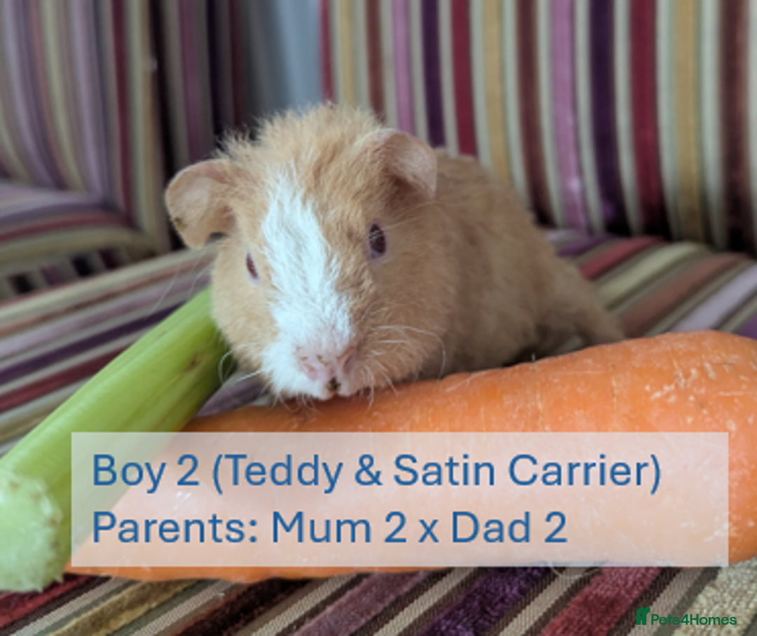 Guinea Pig rodents for sale: Teddy (& teddy satin carrier) guinea pigs for sale - Image 5