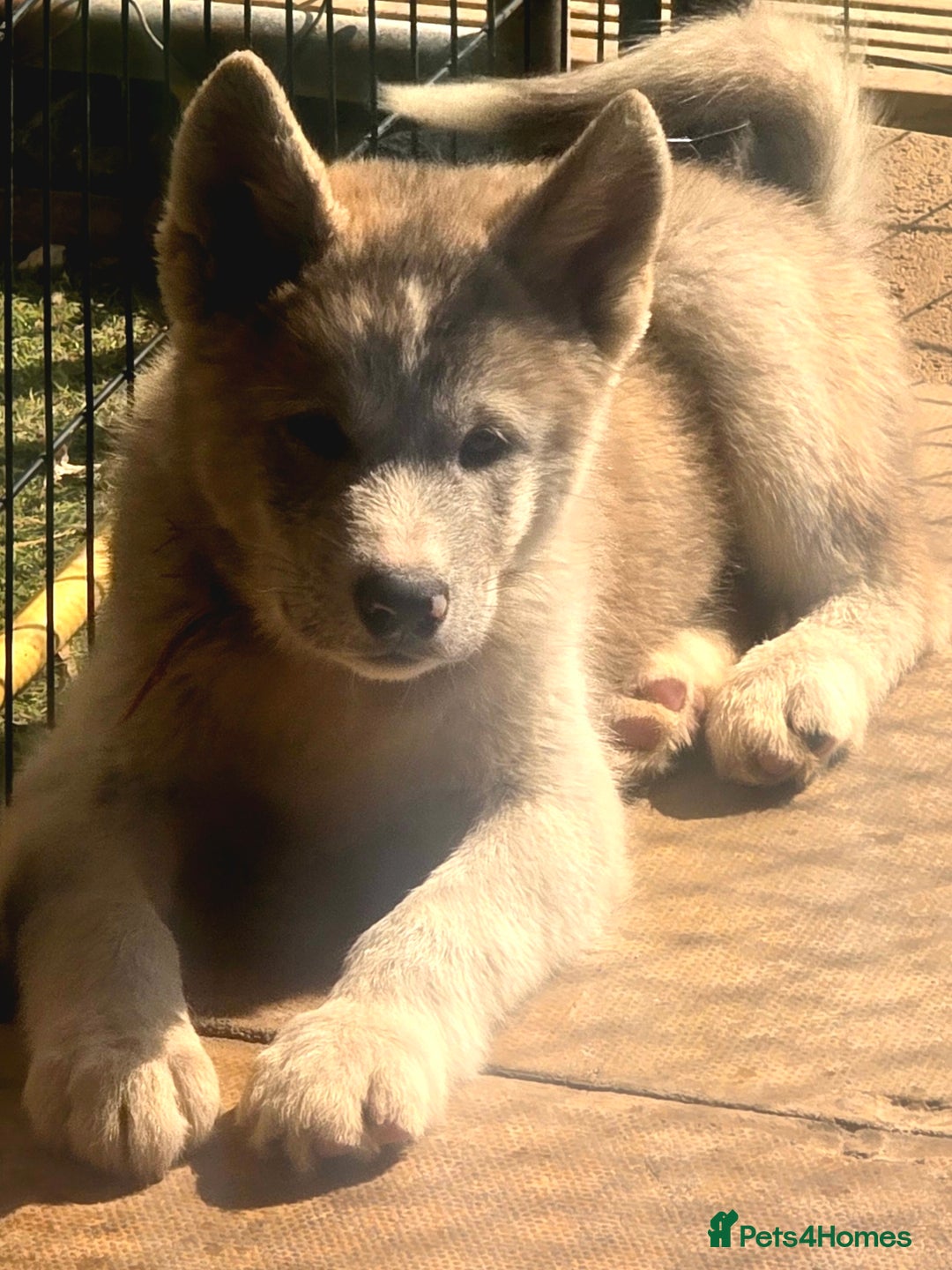 Mixed Breed dogs for sale: Beautiful Malamute x akita puppies  - Image 4