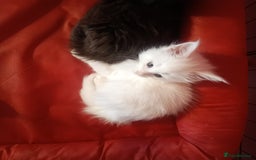 Maine Coon cats for sale: Maine Coon kittens in Manchester  - Image 24