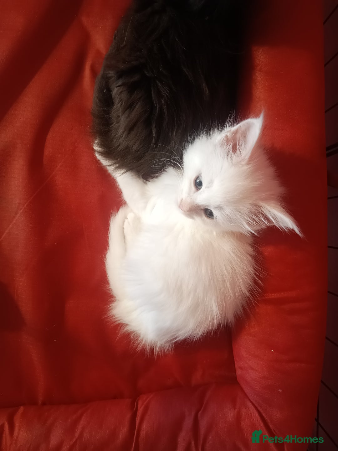 Maine Coon cats for sale: Maine Coon kittens in Manchester  - Image 24