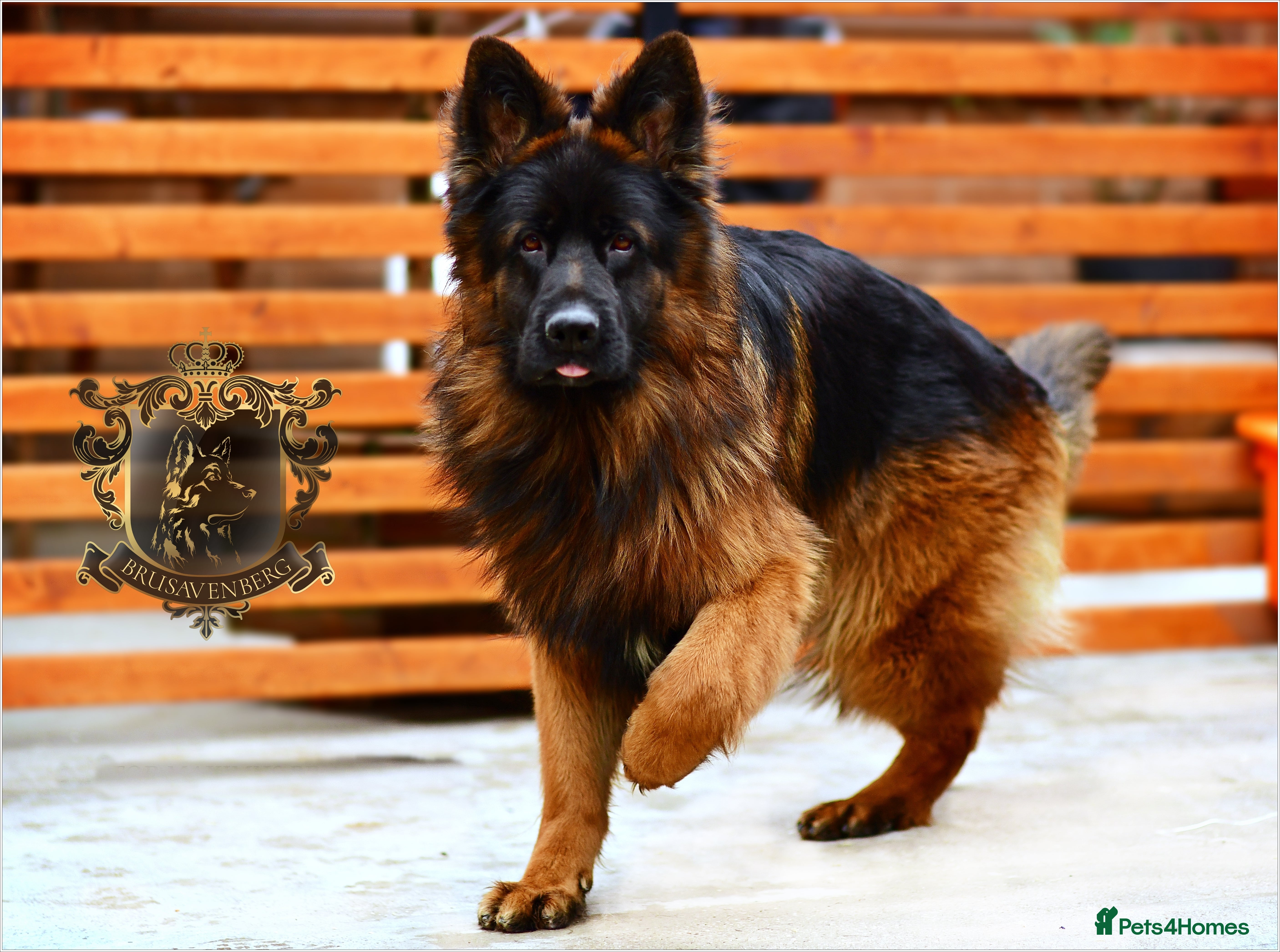 German Shepherd dogs LONGHAIRED SHOW TYPE GSD PUPPIES - Advert 1