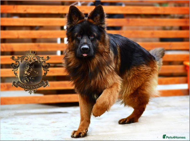 German Shepherd dogs - Advert 31