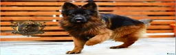 German Shepherd dogs for sale: LONGHAIRED SHOW TYPE GSD PUPPIES - Advert 30