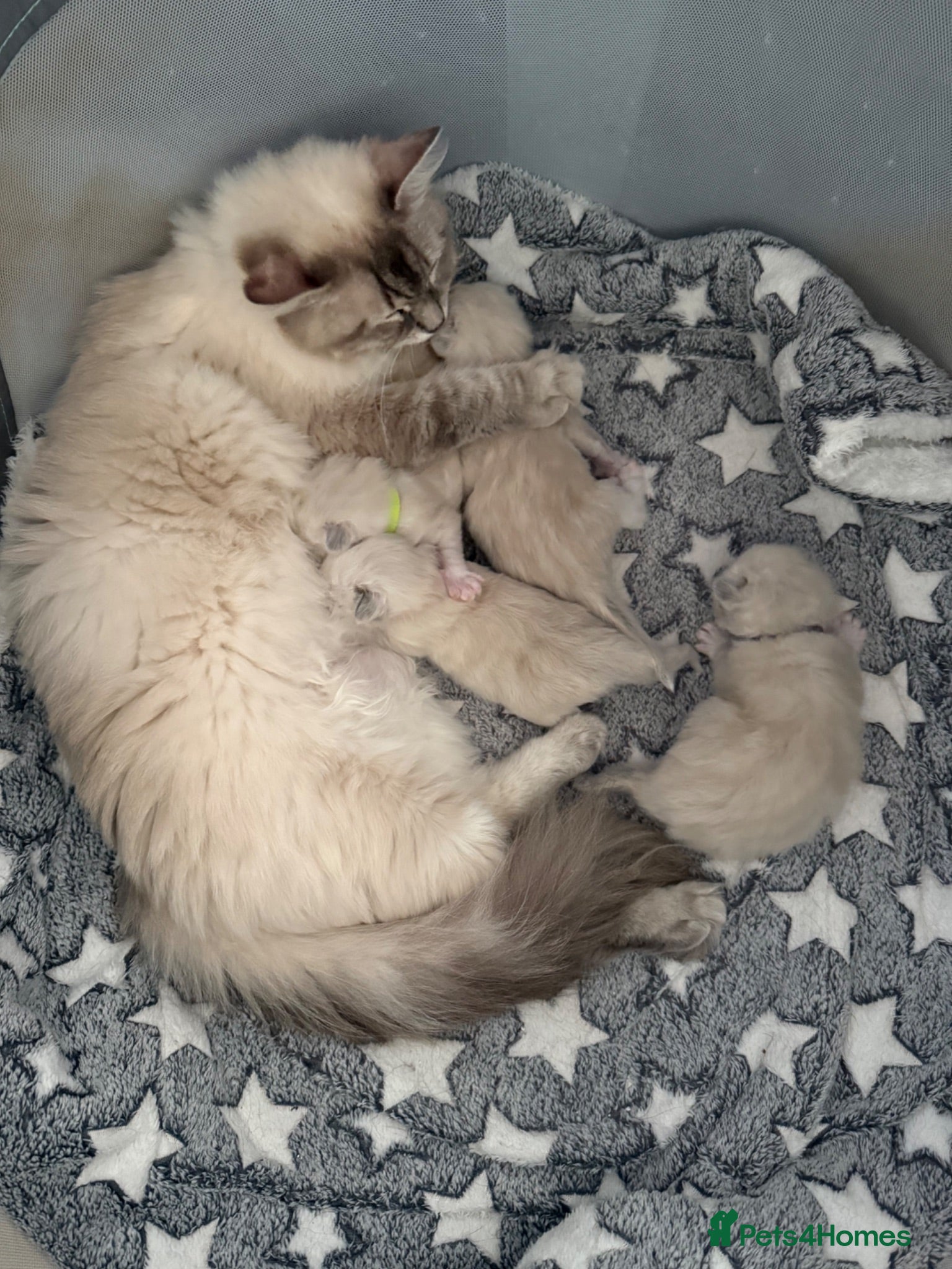 Ragdoll cats for sale: XL Long hair Ragdoll kittens. Used to dogs.  - Advert 1