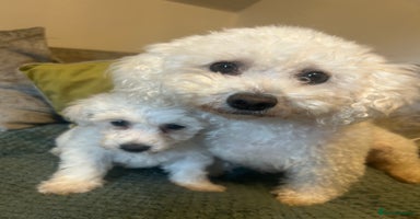 Bichon Frise dogs - Advert 4