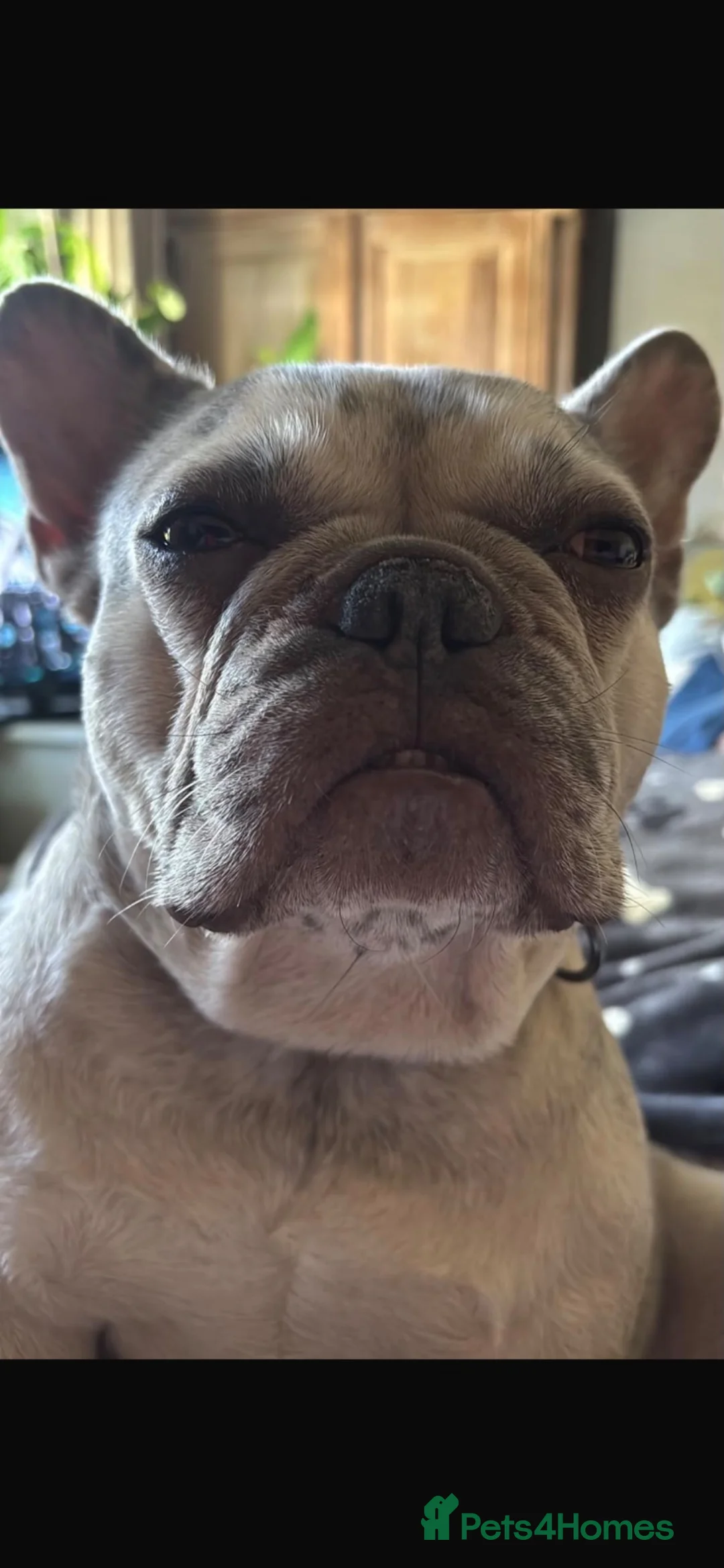 French Bulldog dogs for sale: french bulldog in Norwich - Advert 5