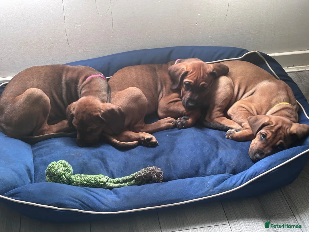 Mixed Breed dogs for sale: URGENT LAST 3 FEMALES LEFT!! Great Rottie Puppies - Advert 2