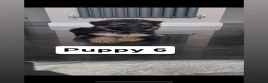 German Shepherd 6
