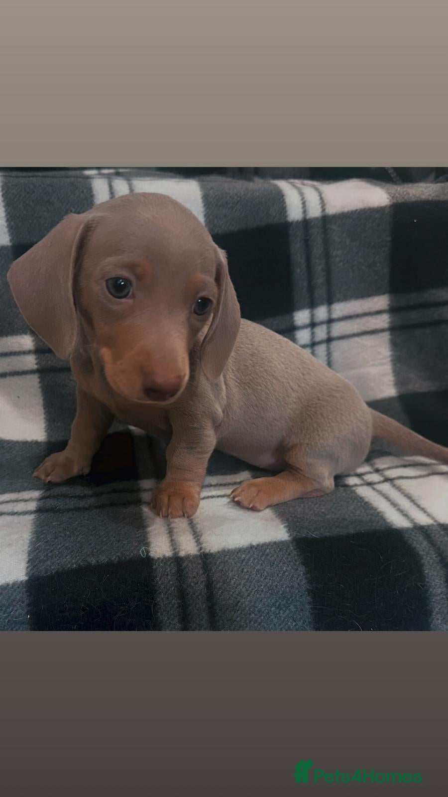 Miniature Dachshund dogs ⭐️🦋⭐️EXCEPTIONAL QUALITY£1000 ⭐️🦋⭐️ - Advert 16