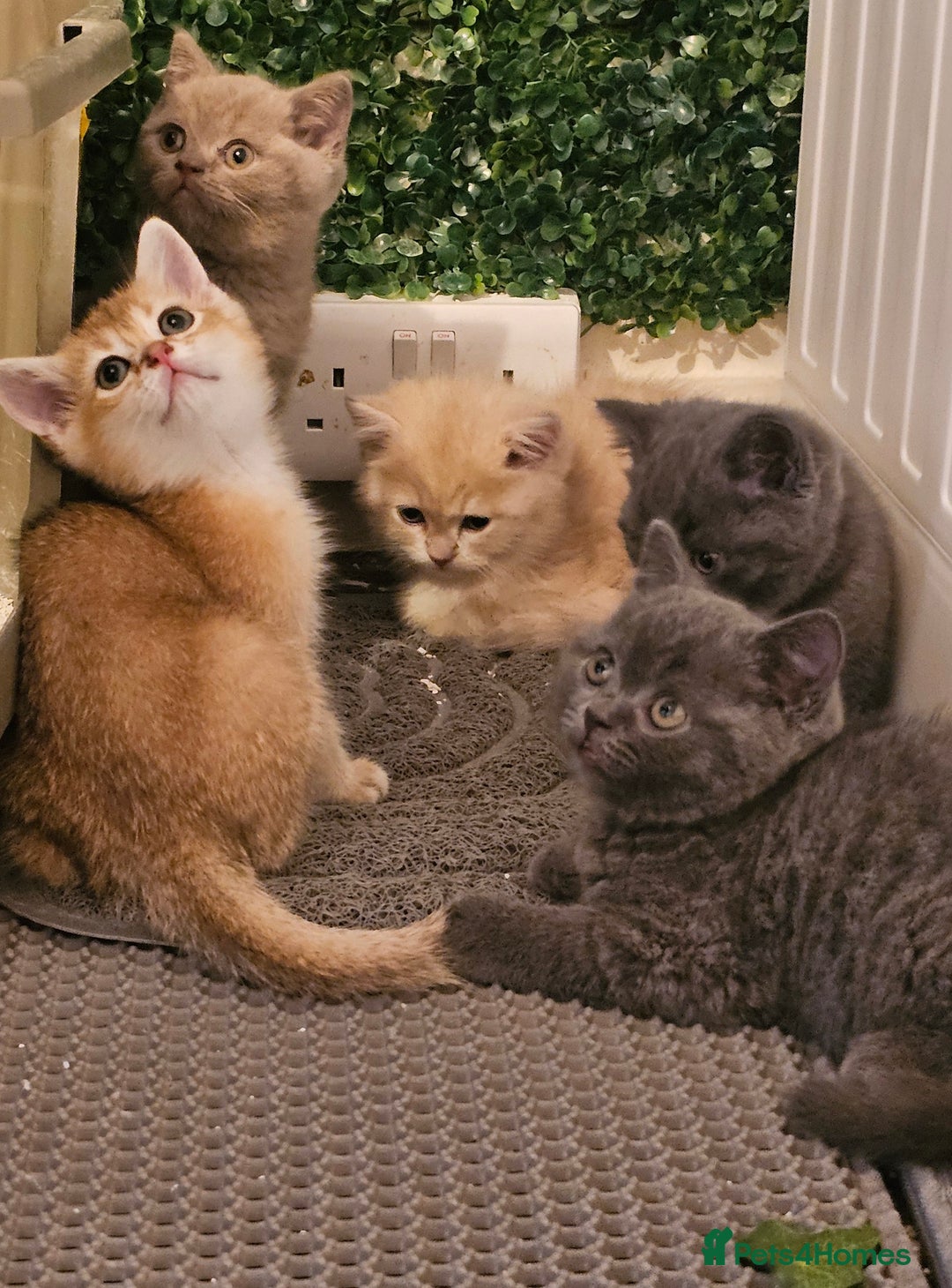 British Shorthair cats for sale: BSH BLUE AND BSH GOLD KITTENS Ready now! - Image 28