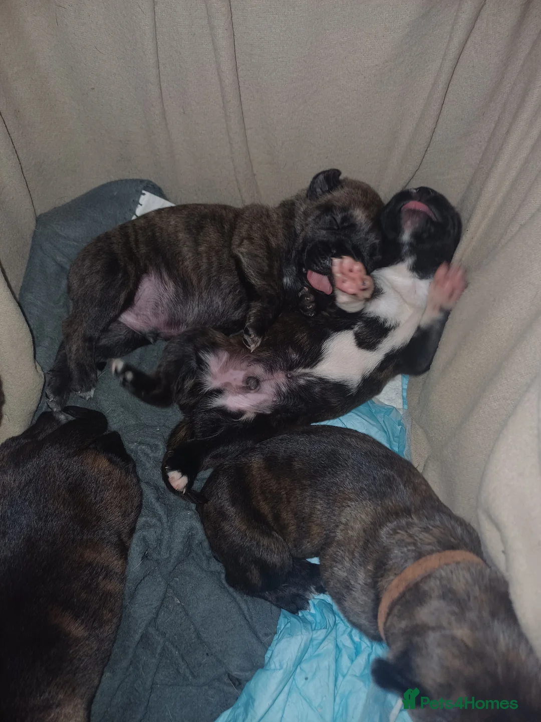 Mixed Breed dogs for sale: CANE CORSO X PRESA CANARIO PUPS £850 - Advert 7