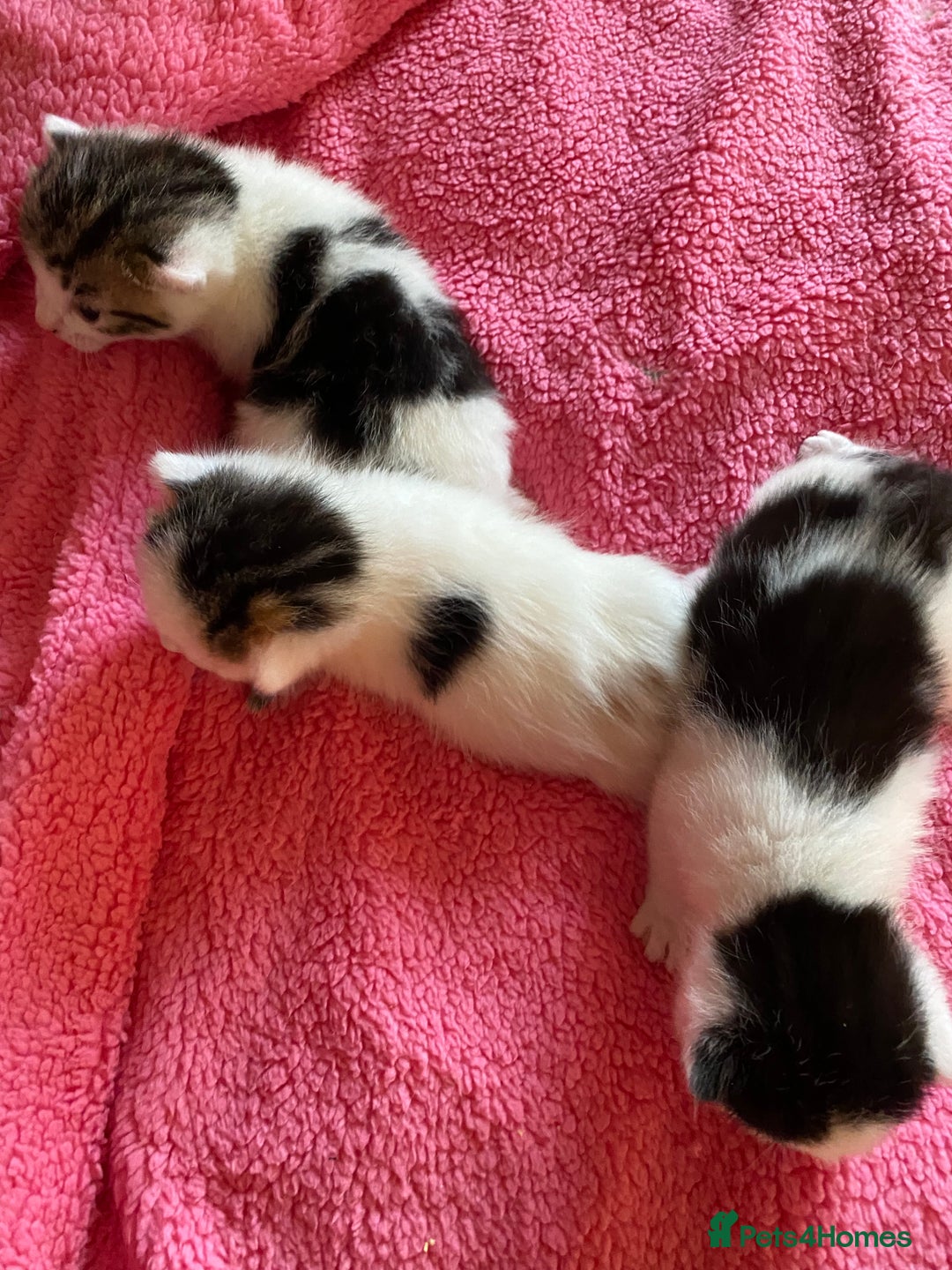 British Shorthair cats for sale: Beautiful baby kittens ready 23rd Dec - Advert 15