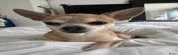 Chihuahua dogs for stud: Stud Merle chihuahua age 5 - Advert 9