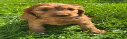 Cockapoo dogs for sale: FLUFFY F1 COCKAPOO PUPPIES HEALTH TESTED PARENTS - Advert 8
