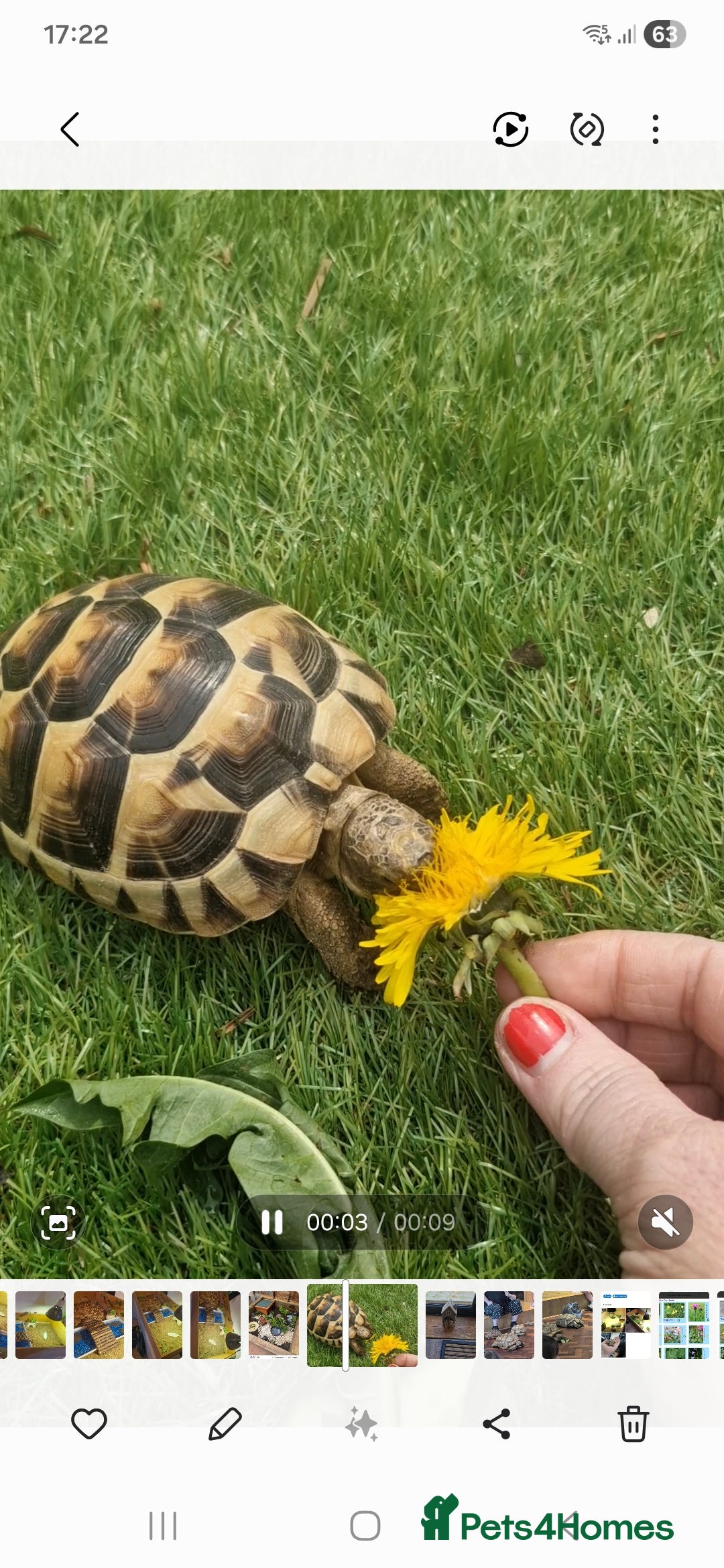 Tortoise reptiles for sale: Greek Tortoise - Advert 1