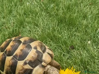 Tortoise reptiles Greek Tortoise - Advert 3