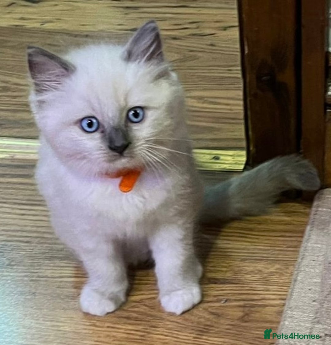 Ragdoll cats for sale: 2 Boys and 1 Girl Ragdoll kittens - Image 3