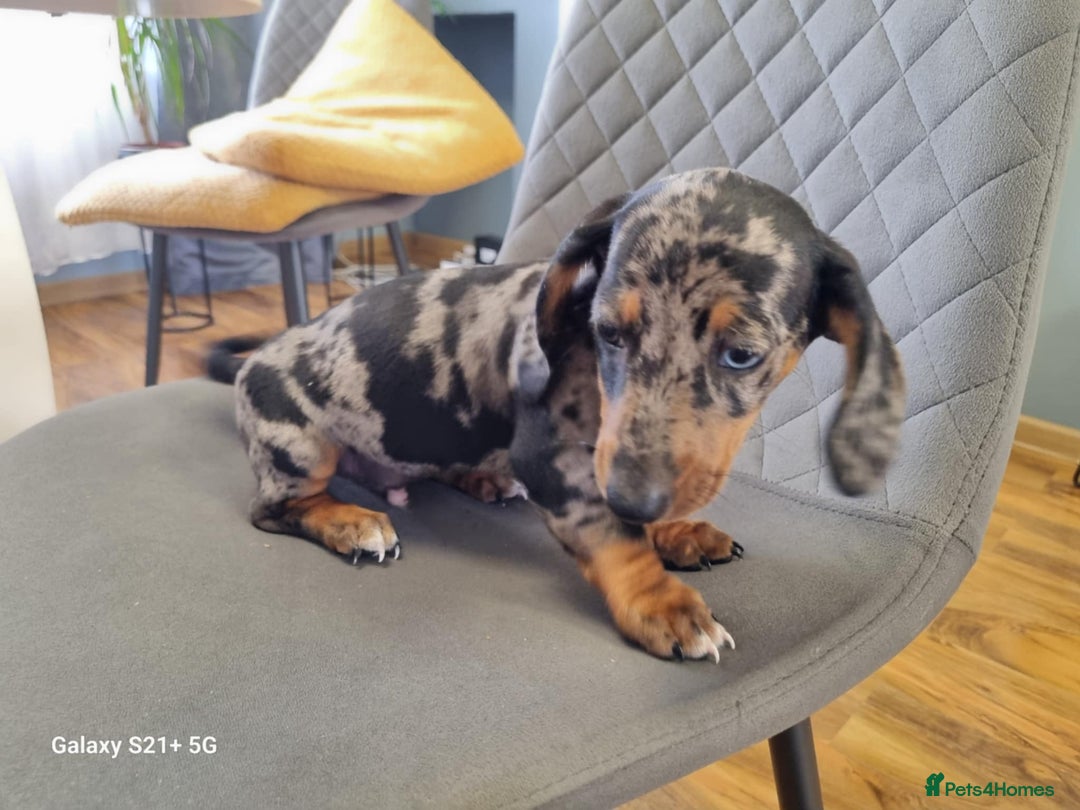Miniature Dachshund dogs for sale: Miniature dachshund short haired puppies for sale£ - Image 22