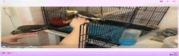 Cockatiels birds for sale: Young cocktails  - Advert 6