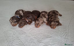 Miniature Dachshund dogs for sale: ❤️ 5 Adorable Mini Dachshund Puppies Ready to Love - Image 8