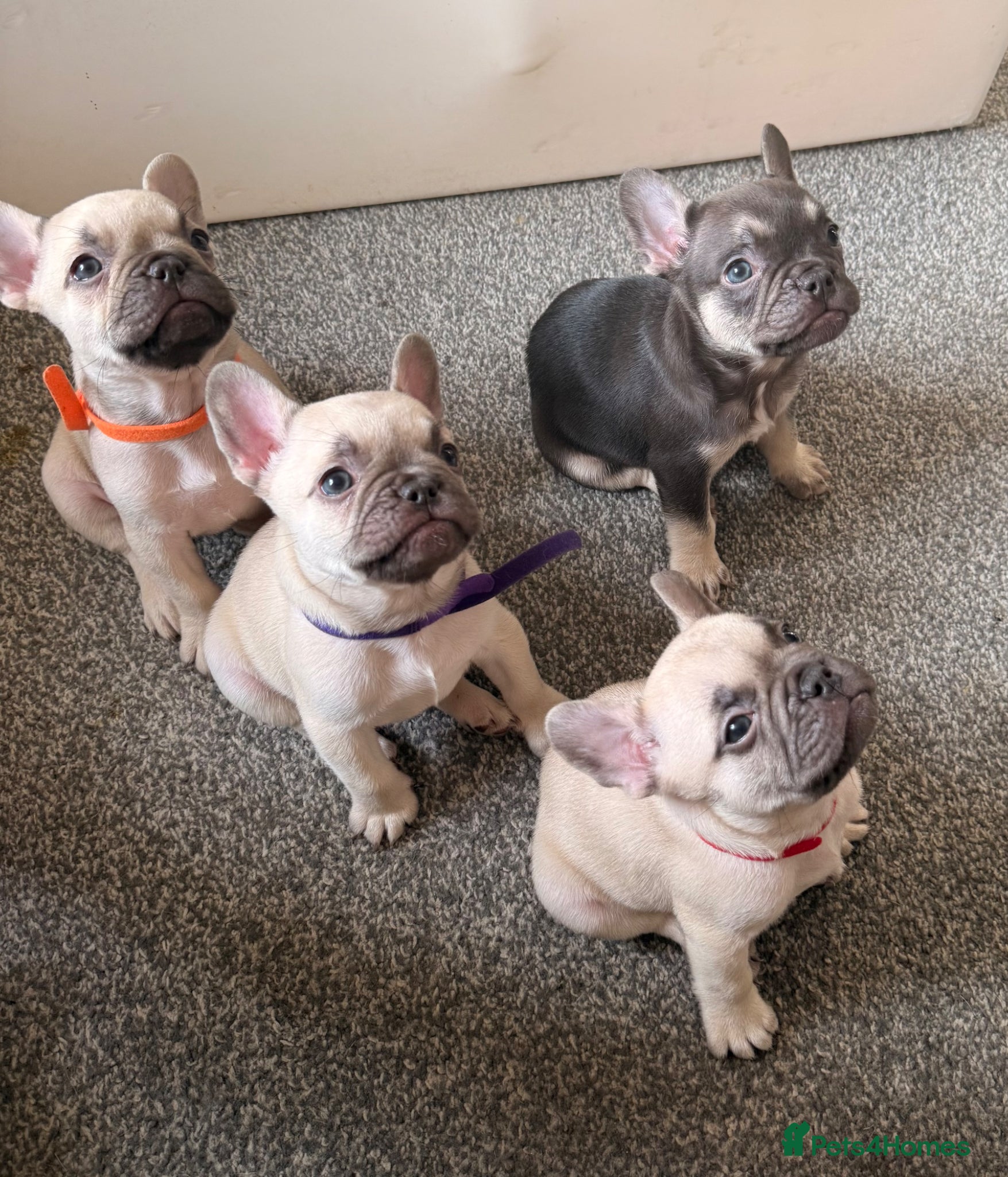French Bulldog dogs French bulldog puppies 3 cream and one brown  - Advert 10
