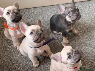 French Bulldog dogs French bulldog puppies 3 cream and one brown - Advert 10