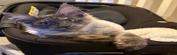 Maine Coon cats for sale: 🐾Beautiful Black Smoke Maine Coon Girl 🐾 - Advert 14