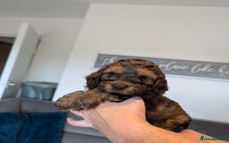 Cockapoo dogs for sale: F1 Toy Cockapoos - Image 26