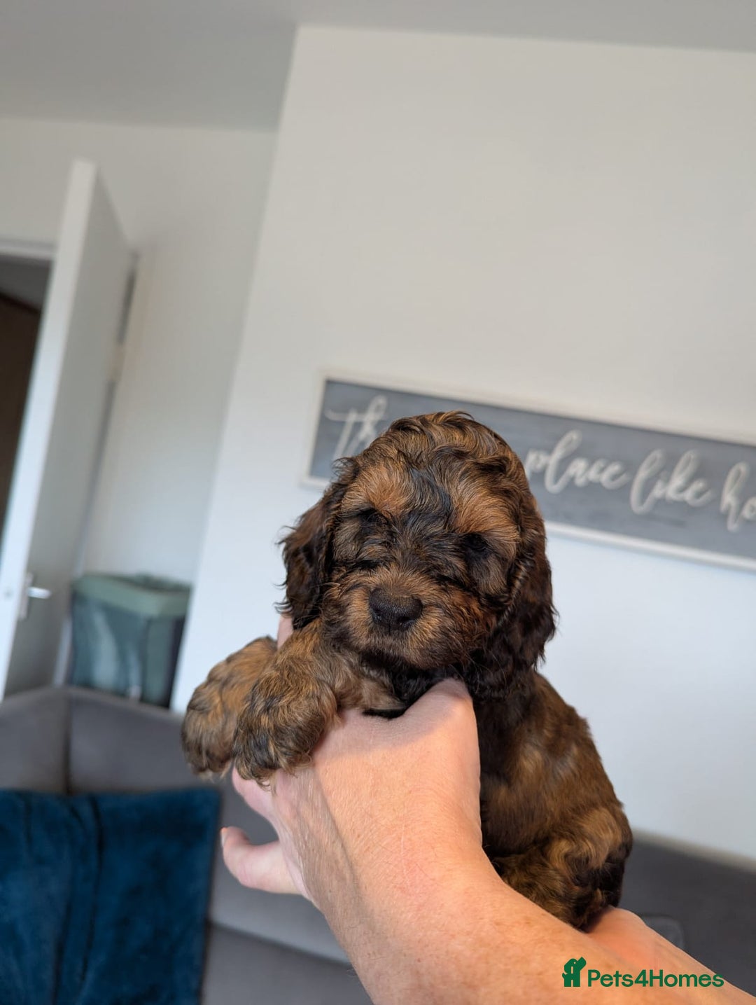Cockapoo dogs for sale: F1 Toy Cockapoos - Image 26