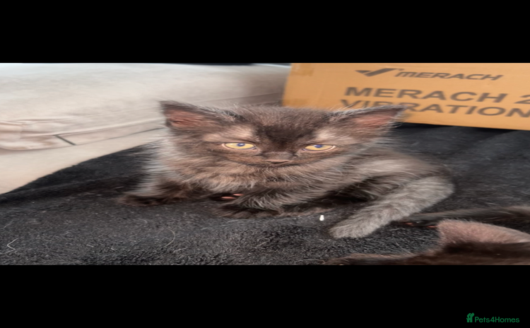 Mixed Breed cats - Advert 8
