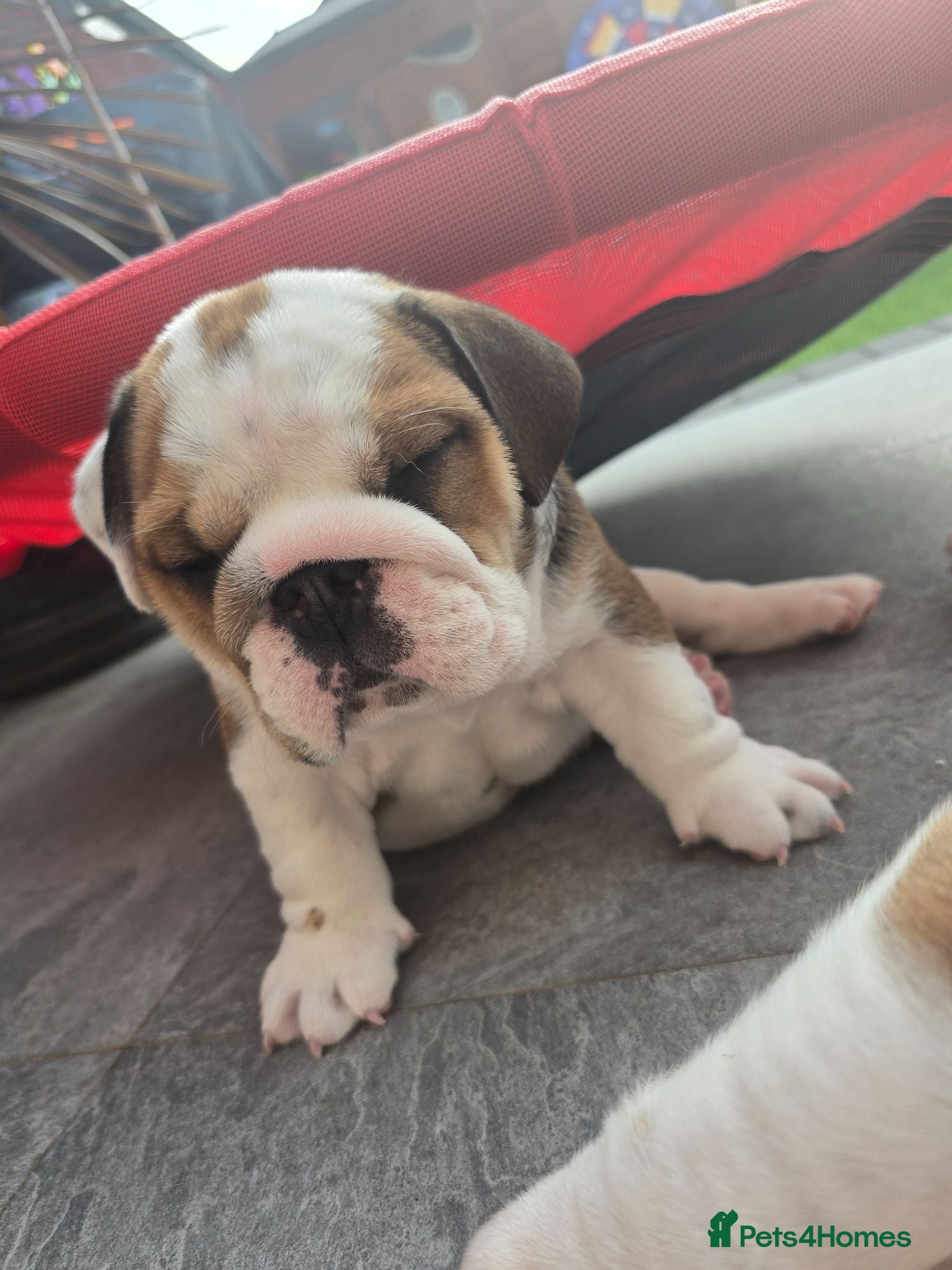 English Bulldog dogs 🐾 Beautiful KC Reg English Bulldog Puppies 🐶 - Advert 13