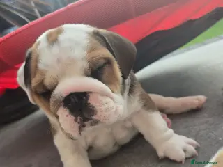 English Bulldog dogs 🐾 Beautiful KC Reg English Bulldog Puppies 🐶 - Advert 13