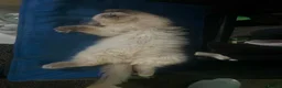 Ragdoll cats for sale: GCCF Blue Point Ragdoll Boys Ready Now - Advert 10