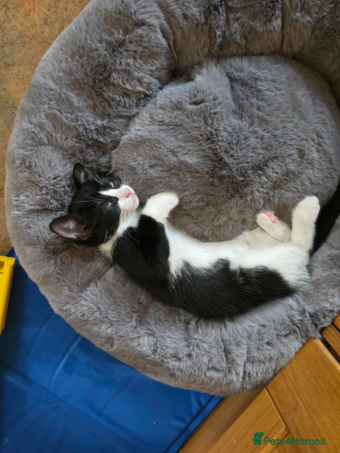 Mixed Breed cats for sale: 2 tuxedo male kittens in Taunton - Advert 10