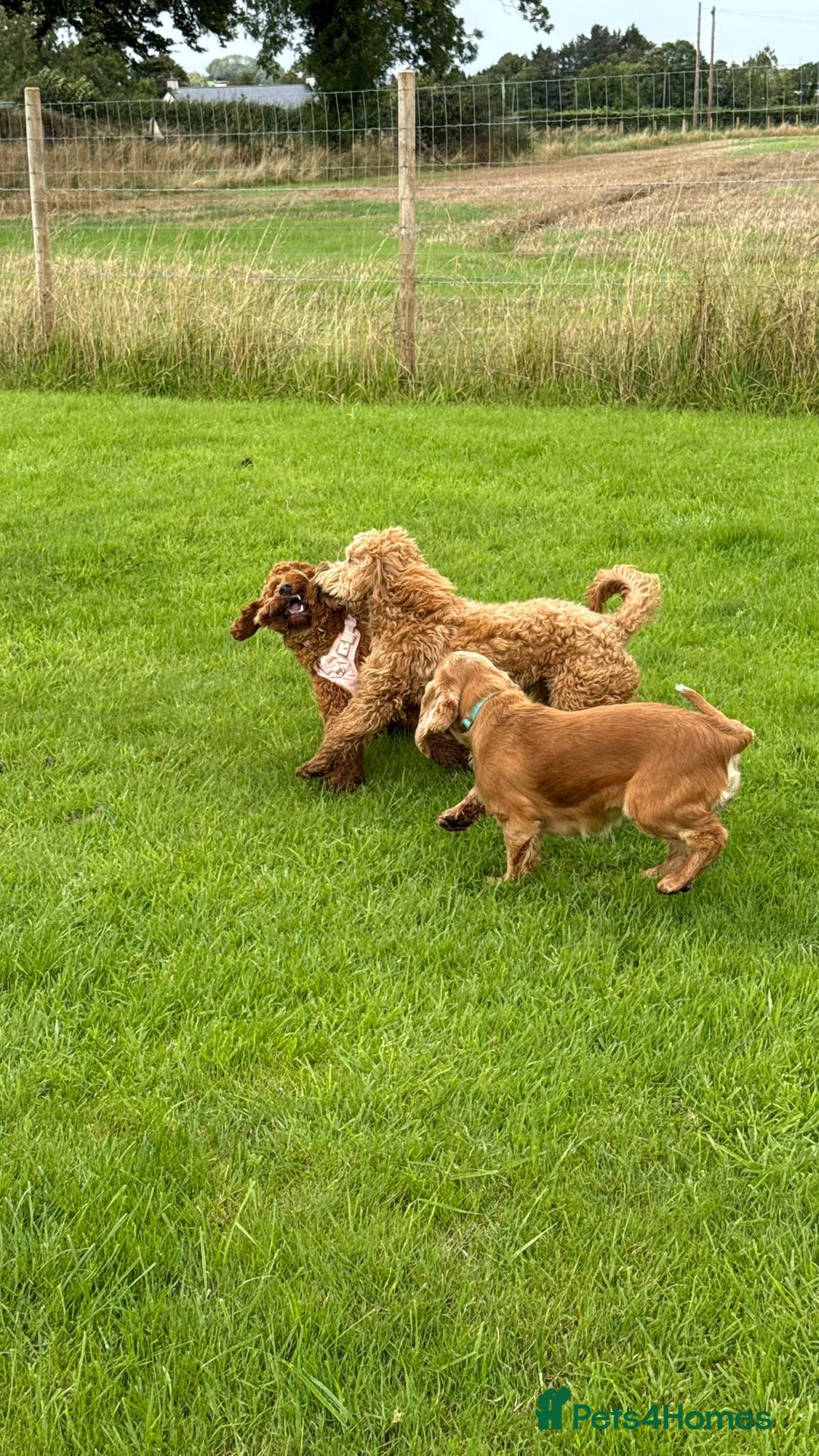 Cocker Spaniel dogs for stud: Honey - Advert 8